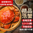 【活蟹】湖鲜阳澄 大闸蟹 去绳足重 2.3-2.6两 10只 鲜活六月黄现货超大螃蟹生鲜礼盒装