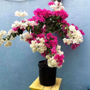 花询重瓣三角梅盆栽爆花室内室外爬藤植物四季花卉耐寒勤花 多色40-50公分【花期带花原盆原土发货】 不含盆