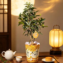 【蟾宫折桂】桂花盆栽1盆(养护后开花)