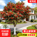 八月桂花树苗盆栽特大号带花苞四季金丹桂庭院地栽花卉绿化行道树 【精品老桩】【粗10公分】精品状元红200cm40