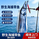【野钓带鱼】带鱼新鲜冷冻整条带鱼小眼带鱼大号刀鱼海捕整箱海 大号野钓带鱼【整箱8-10条装】整条发货 特级精品【船冻锁鲜】好鱼不切段（3.5-4斤）