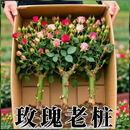 多色玫瑰老桩月季花苗四季循环开花庭院阳台耐寒花卉易活秋冬why 三颗多色玫瑰