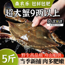 【冷冻】森农乐舟山梭子蟹鲜活特大野生螃蟹（26年新蟹活冻顺丰） 9两以上/只【5斤净重 超大肥美】