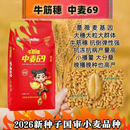 国审中麦69(牛筋穗)新种子矮杆大穗超抗倒伏挑战高产1800耐旱品种 4袋送1小袋