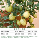 天狼月季庭院阳台盆栽玫瑰蔷薇好养花卉新手推荐耐寒耐热绿植花苗 泰国花叶柠檬 柠檬 2.8升盆