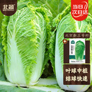 北蔬北京新三号白菜种子苗叶多夏秋蔬菜种籽 北京新三号种子30g