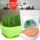 寿禾 猫草种子小麦苗土培水培猫零食草籽 潍丰猫草种子200g