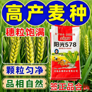 国审阳光578超高产稳产矮杆四方大穗抗病抗寒原种早熟雨前小麦种 阳光578【原种级正品】30斤一袋