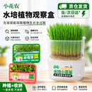 小花农水培植物观察盒绿植豆芽容器生长种植学生儿童盆栽幼儿园实验作业 水培芽菜-绿豆苗 【无土种植】