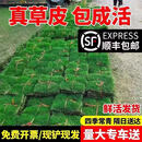 草皮真草坪带泥土别墅花园绿化四季青果岭草台湾草马尼拉草皮带土 精品果岭草草坪加厚土100平方【发专车量大】