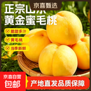 正宗山东黄蜜桃蒙阴新鲜水果采摘桃子当季应季蜜桃脆桃脆甜 【人工甄选】单果100g+ 4-6粒