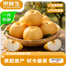 京鲜生正宗山东烟台莱阳秋月梨净重3斤单果300g+  新鲜水果 源头直发