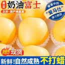 【脆甜多汁】山东烟台奶油富士苹果皮薄肉厚新鲜脆甜4.5斤/8.5斤T 【4.5斤】正宗奶油富士 中果（9-12个）【75-80mm】 大果口感更好，更推荐