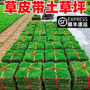 草皮带土草坪耐寒别墅花园绿化四季青果岭草台湾草皮真马尼拉草皮 护坡草草皮加厚土100平方（鲜活一日送达）