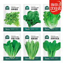 北蔬 蔬菜种子种苗大全生菜香菜菠菜秋冬阳台菜籽 6种叶菜类蔬菜种子