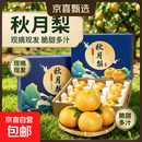 【当季新果】正宗秋月梨生鲜香甜水果新鲜多款彩箱或礼盒随机发 新鲜秋月梨彩箱整箱装5斤（净重约4.5斤）