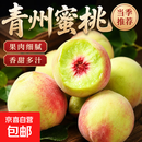【秋冬桃王】山东青州水蜜桃青州蜜桃老式桃子水果软硬两吃 【老式桃子】4-8粒大果青州蜜桃