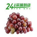 【24小时鲜】地标好物天津茶淀玫瑰香葡萄450g
