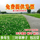 语安进口三叶草种子红三叶白三叶种籽幸运草四季常青耐寒绿化草坪种子