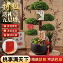 临雅【中秋礼品】五层塔松盆栽造型盆景绿植室内桌面植物乔迁送礼 【桃李满天下】塔松高档组合盆景-送老师推荐