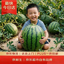 京鲜生 无籽麒麟大西瓜 1粒装 10-14斤 新鲜水果