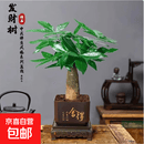 水培植物铁树小盆栽办公室内微景观桌面创意好养易活绿植花卉盆景 发财树盆栽 舍得盆加底托 高度15-25cm
