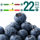 云南高山巨无霸蓝莓125g 22mm