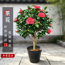花翁大红赤丹茶花树苗室内盆栽绿植阳台盆景庭院植物年宵花卉源头直发