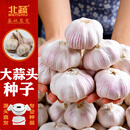 北蔬大蒜种子老品种多瓣山东寿光蔬菜苗 山东大蒜种子5斤源头直发包邮