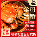 【活蟹】江问鱼 大闸蟹全母3.0两-3.3两 6只装  鲜活螃蟹生鲜礼盒送礼优选去绳足重
