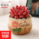 多肉植物小盆栽仙人球绿植带盆办公室桌面室内植物金枝玉叶仙人掌 红宝石+花园盆1（送铺面石+营养土）