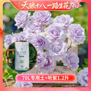天狼月季花卉花苗特惠庭院花园阳台盆栽玫瑰观赏性四季耐寒新手推荐 【返场】听絮1.2升+月季专用土70L