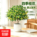 桂花盆栽树苗室内阳台庭院花卉植物四季桂小苗耐寒开花爆满绿植 四季桂60-80公分高【原土发货当年开花】