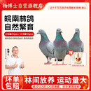 杨博士皖南鸽子肉 单只净重350g及以上*3只装 林鸽土鸽生鲜源头直发