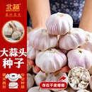 北蔬大蒜种子老品种多瓣山东寿光蔬菜苗 山东大蒜种子5斤源头直发包邮