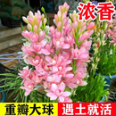 【到手3大颗】晚香玉重瓣浓香年生花卉庭院阳台盆栽四季开花1wlb 【拍一发三】正宗晚香玉种球*3颗