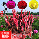 重瓣大花芍药花苗种根带芽根块室内阳台盆栽庭院地载耐寒耐热花卉 品种备注芍药根块8-12芽8颗+生根粉