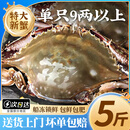【冷冻】鲜喜利梭子蟹鲜活特大野生舟山大螃蟹海鲜蟹水产飞蟹白蟹 9两以上/只 【净重5斤 舟山直发 坏单包赔】