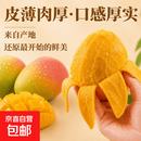 【彩箱礼盒】攀枝花凯特芒四川青黄皮生熟两吃应季新鲜采摘大果 带箱5斤净重4.5斤单果200-400g