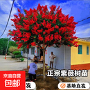 花期100天紫薇花树苗红火箭百日红紫薇耐寒耐旱工程庭院四季栽种 12公分粗品种备注