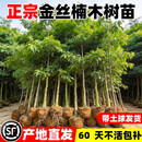 静黛轩金丝楠木树苗正宗四川庭院稀有珍贵盆栽小叶桢楠赤楠金丝楠木大树 【金丝楠木10棵装】高1.5-1.8m