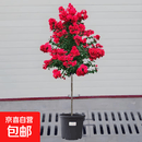 花期100天紫薇花树苗红火箭百日红紫薇耐寒耐旱工程庭院四季栽种 国旗红紫薇三公分粗