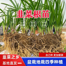 独根红宽叶韭菜根苗大叶紫根苗室内盆栽阳台小院四季耐寒hyy 1捆约30根 韭菜根苗【3捆】现挖现发