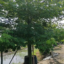大腹木棉，庭院行道风景树 冬季开花粉花美人树地栽大苗
