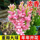 晚香玉种球多头重瓣盆栽浓香型阳台庭院室外耐旱寒植物花卉JEH 拍一发三【五芽】