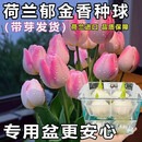 琼花玉叶郁金香种球耐寒冬季水培植物年宵花卉室内阳台桌面盆栽好养易活 4-新水培套装-粉色4大球+方缸+定植篮+2营养液)