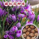 正宗藏红花球种庭院耐寒花卉可食用藏红花种球盆栽地栽番红花DJL 体验种植：【5颗】精品小号种球