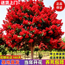 爱惜紫薇花树苗庭院红火箭红百日红火球紫薇树别墅地栽花园植物风景树 红火箭紫薇 2公分粗【此款裸根发货】试种不包成活