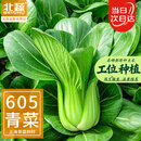 北蔬 小青菜种子苗上海青梗菜油菜种籽 速生605上海青种子50g约2万粒