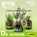 自然引力-氧气瓶 植物盆栽桌面绿植净化空气迷你盆栽礼物 狐尾天门冬